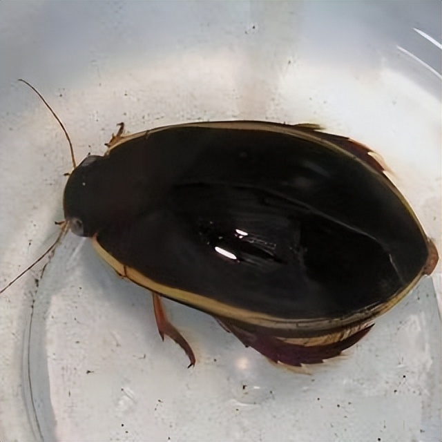 丛林探险美食大全,真正的丛林美食有哪些