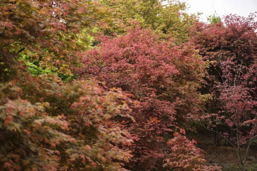 提前盛开！成都市区这个被偏爱的宝藏地又上新，即将刷爆全网