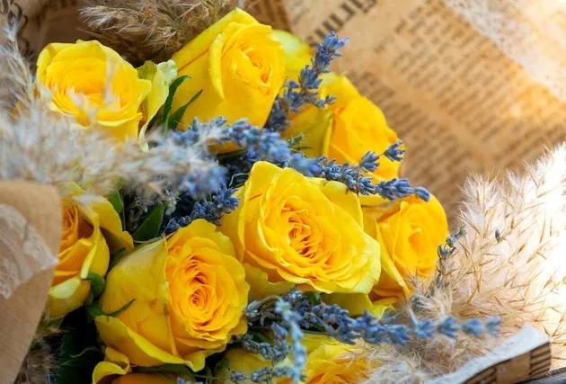 黄玫瑰代表什么含义,黄玫瑰歌曲