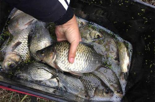 钓鲫鱼滑漂浮漂选吃铅多大合适,钓鲫鱼一般浮漂选择吃铅多少合适