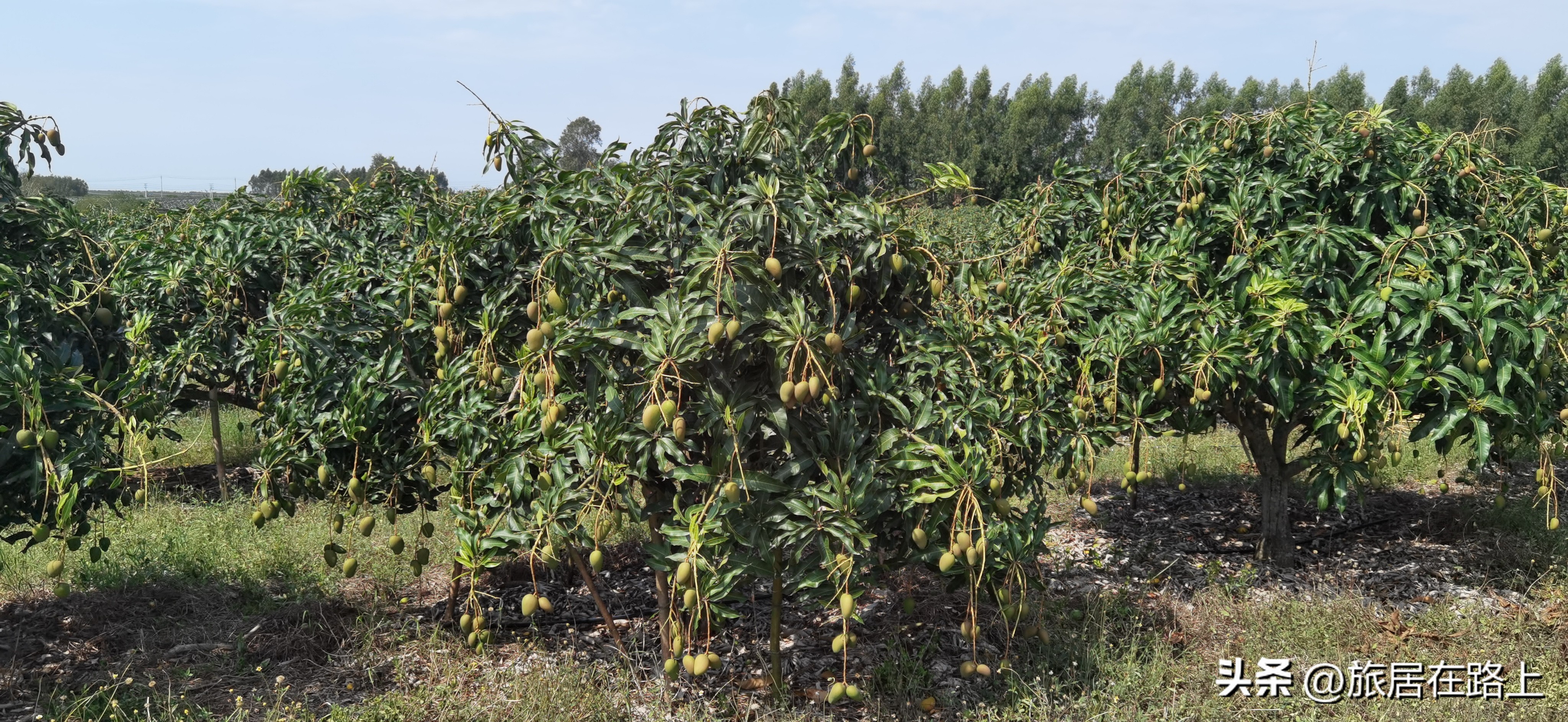 棋子湾上的仙人掌,海南棋子湾旅游攻略一日游