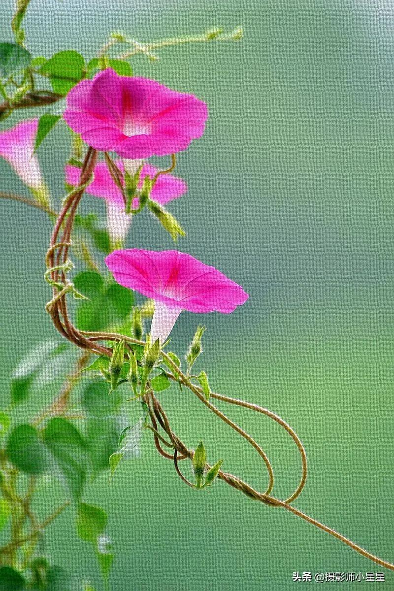 小小牵牛花鲜艳夺目,小小牵牛花教学