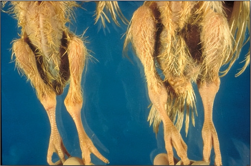 鸡有哪些疾病,鸡有炎症什么表现