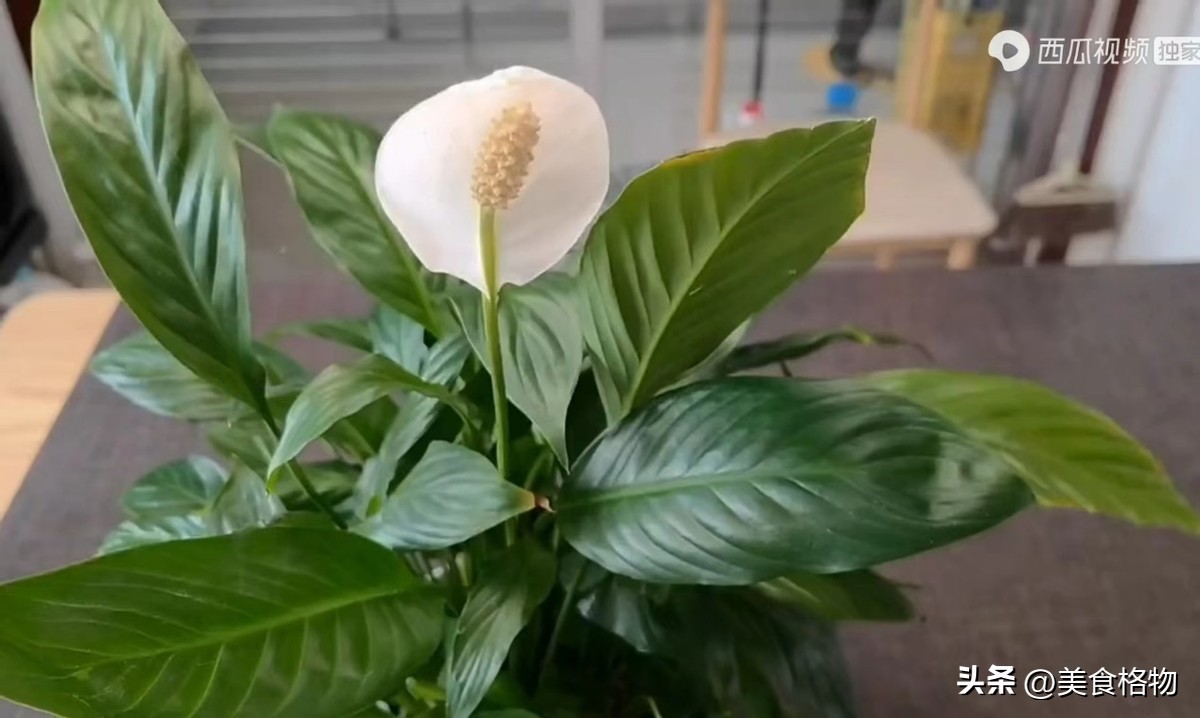 花盆里撒一把什么花都好养,花盆里埋一勺它养花一年不用施肥