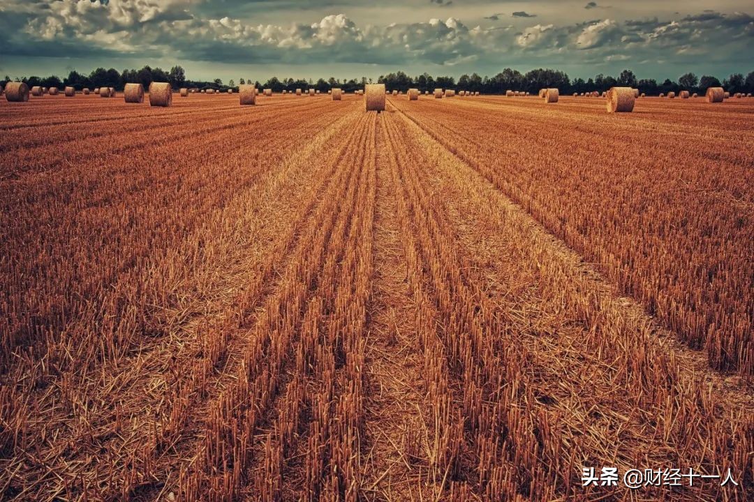 全球粮价上涨至近十年高点,国际粮价上涨资本走向