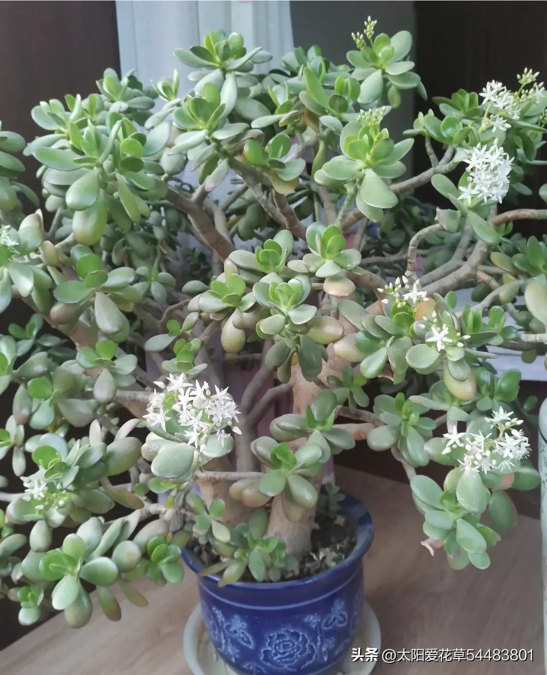 5种“大型盆栽”，寓意吉祥，客厅养一盆霸气十足，四季郁郁葱葱