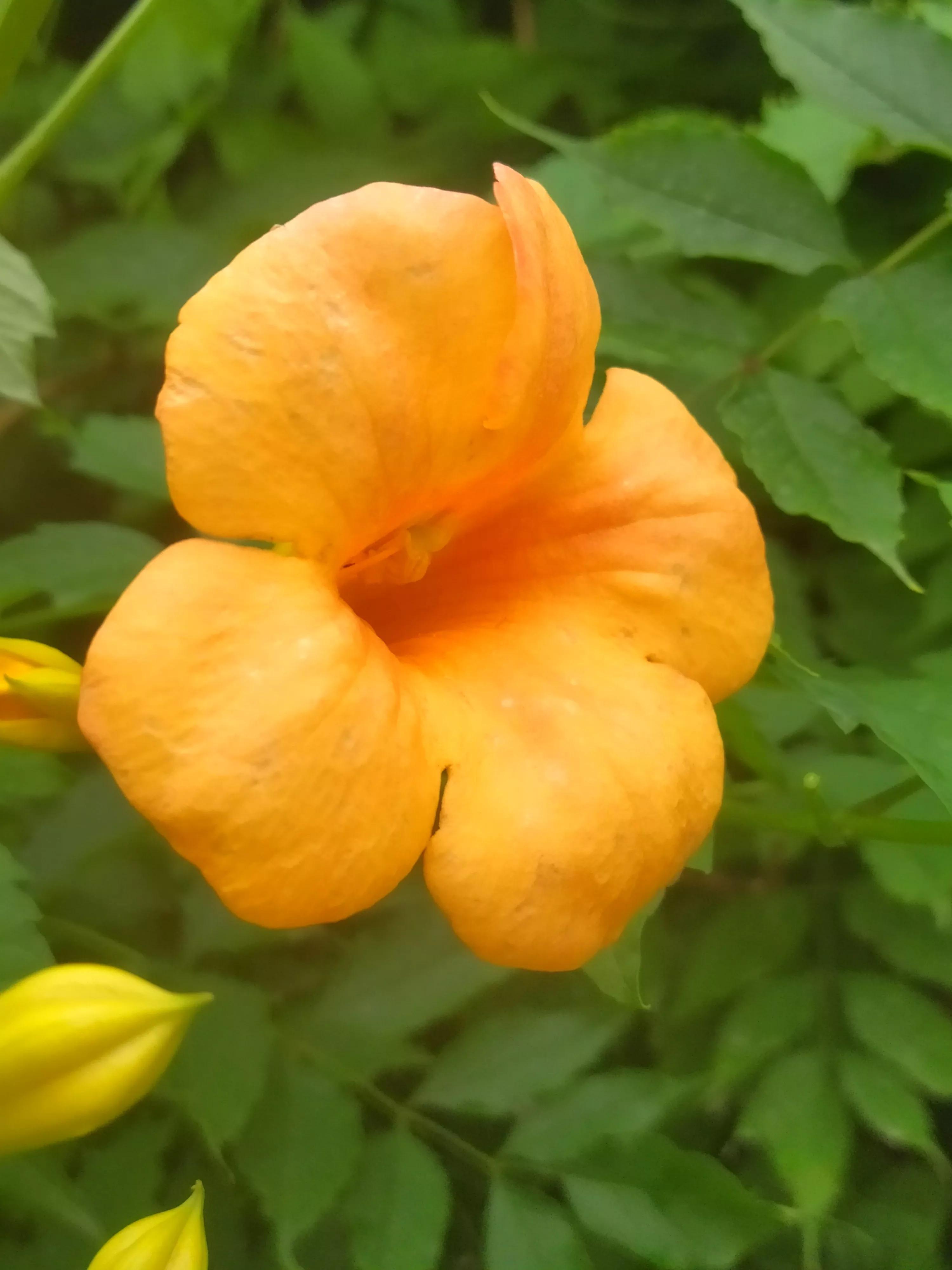 偏黄色的凌霄花好看,凌霄花娇艳绚丽