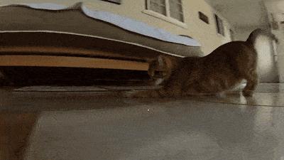 老祖宗严选的猫,老祖宗传下来的选猫秘诀