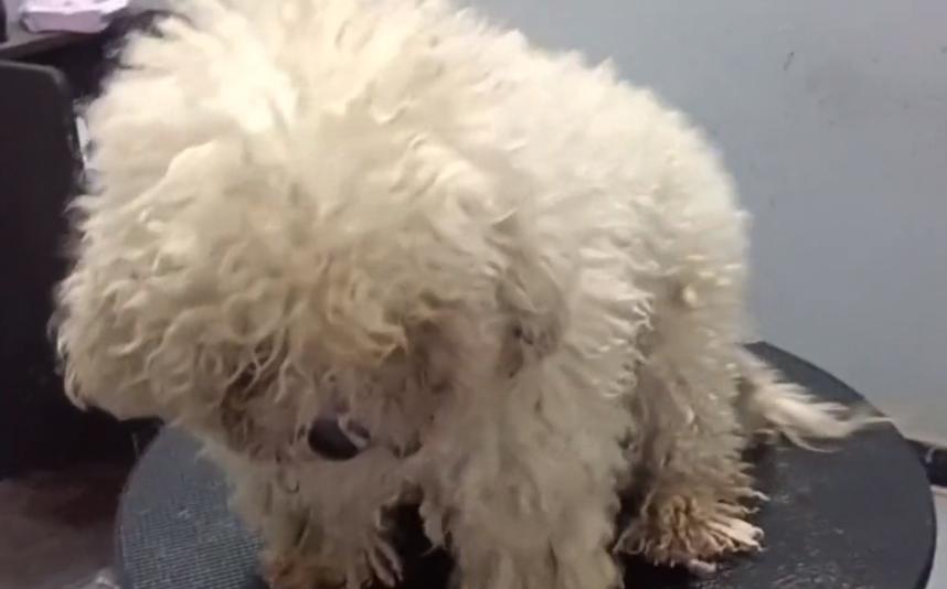 流浪小比熊到宠物店剪毛,在公园给比熊剪毛视频