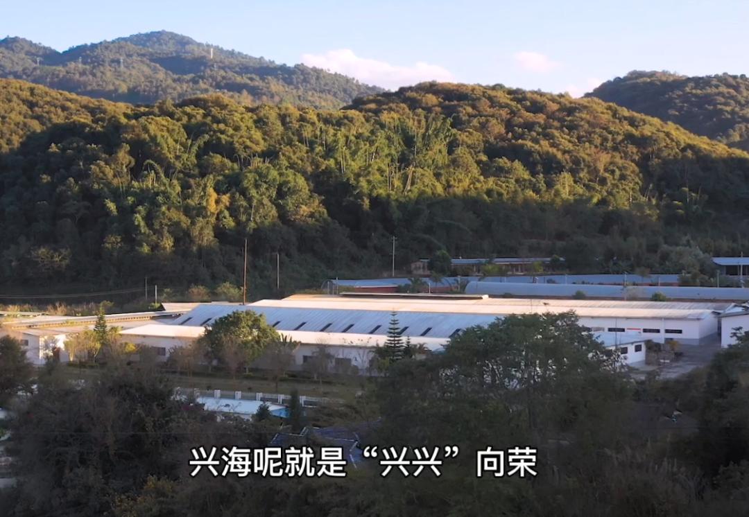 兴海班章茶王熟茶,2003年兴海班章野生乔木茶测评