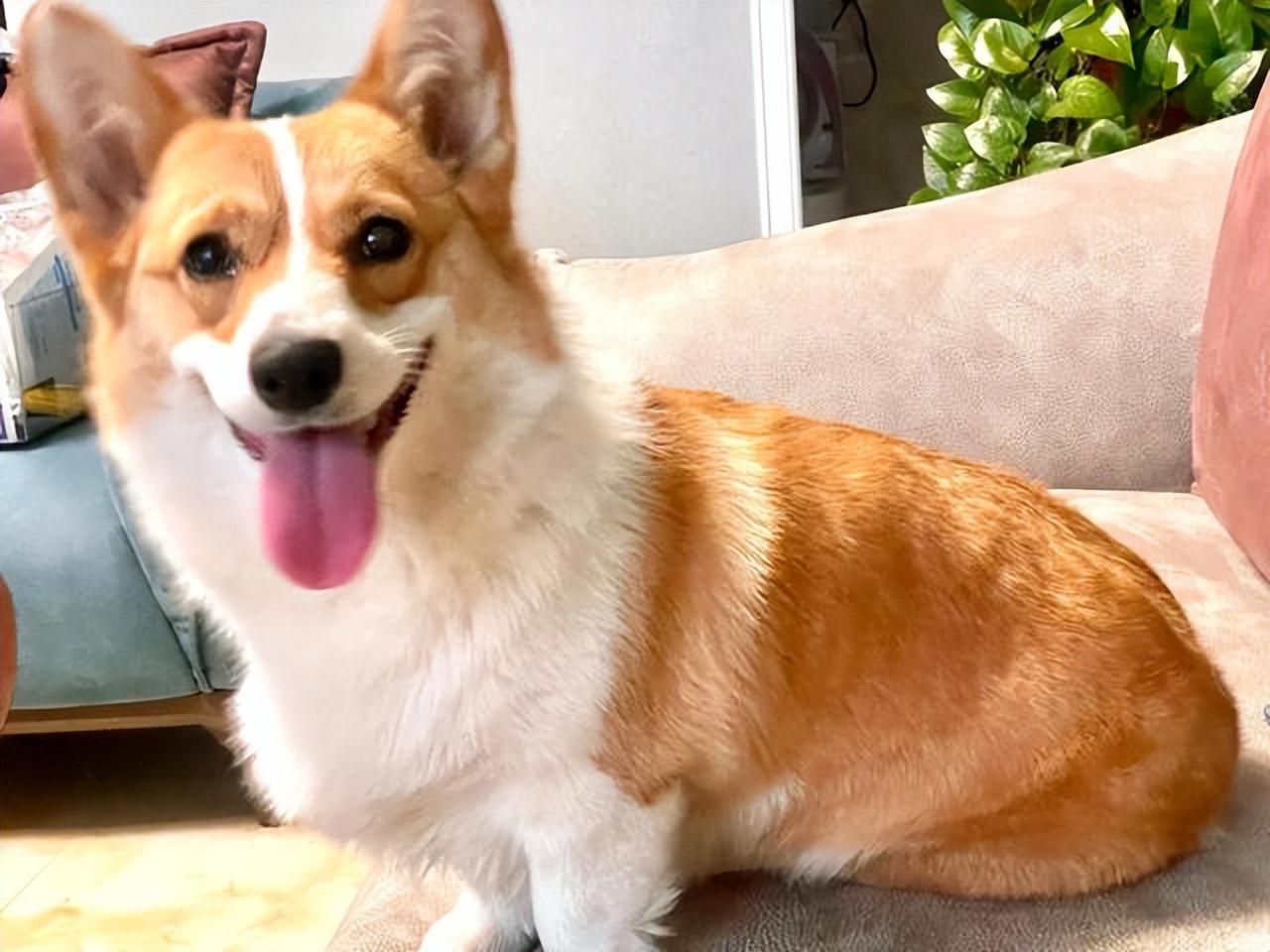 当街砍狗事件,当街砍宠物狗后续