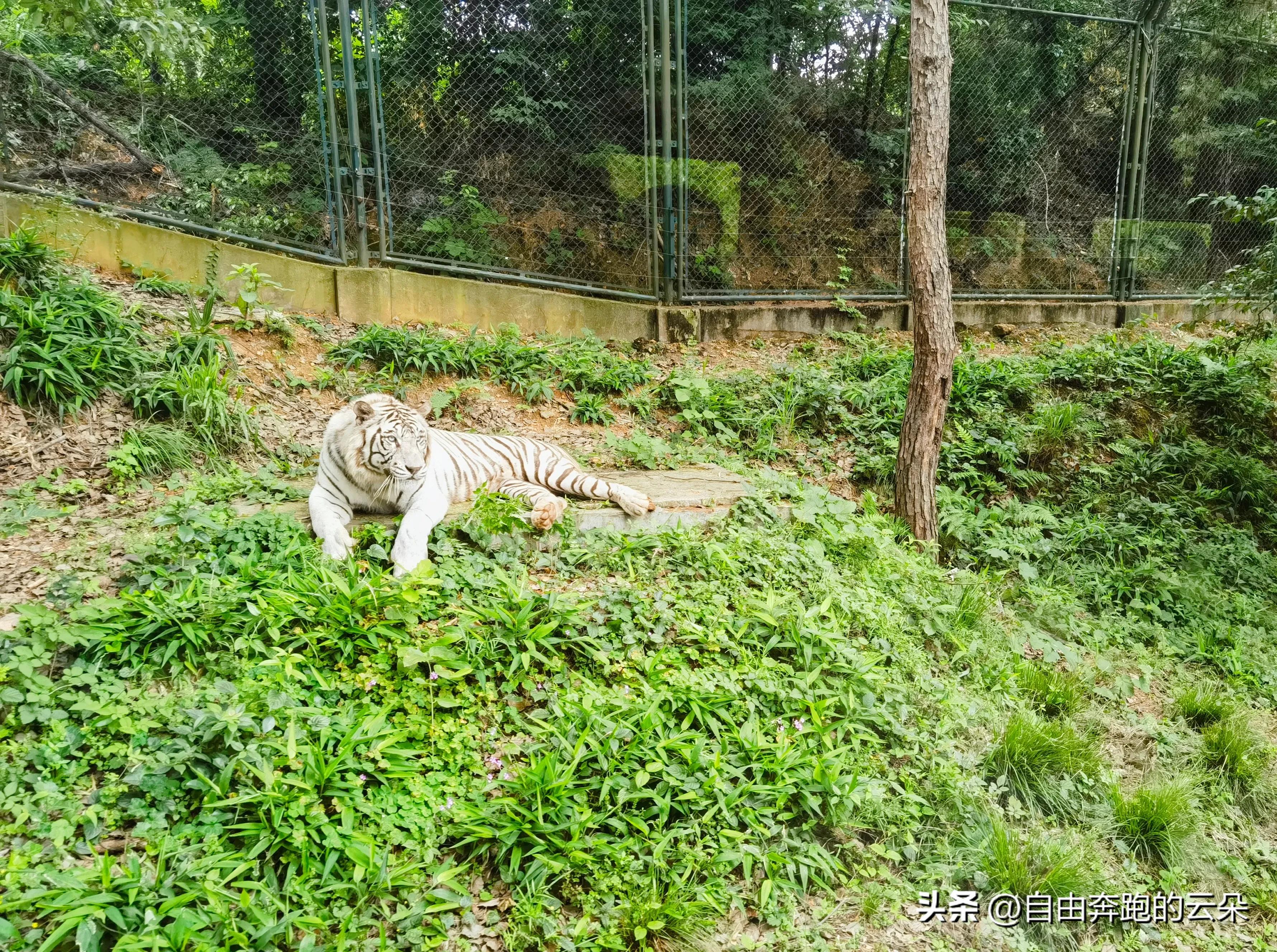 长沙生态动物园门票小孩免费吗,长沙生态动物园门票多少钱一个人