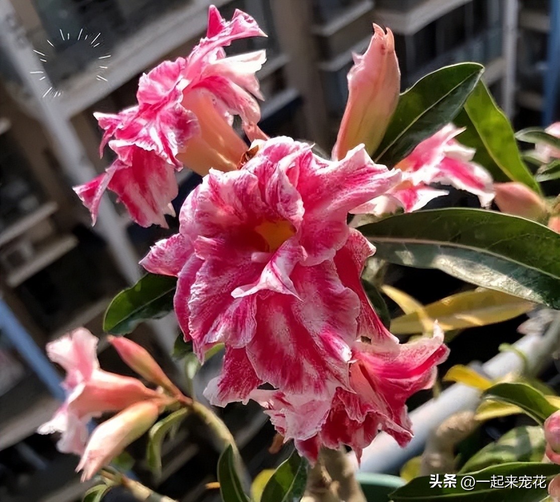 四季开花耐热耐寒爬墙最快的花,6月养5种花很省心