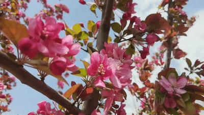 相邀北京冬奥公园看花海！首届永定河海棠赏花节来喽~