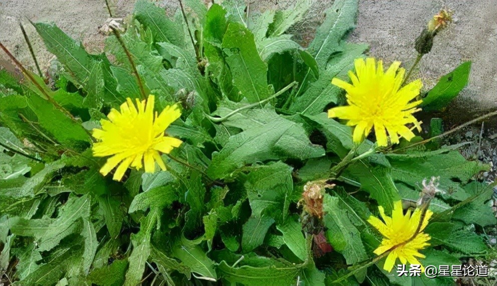 春尝野味菜当先*星星论道