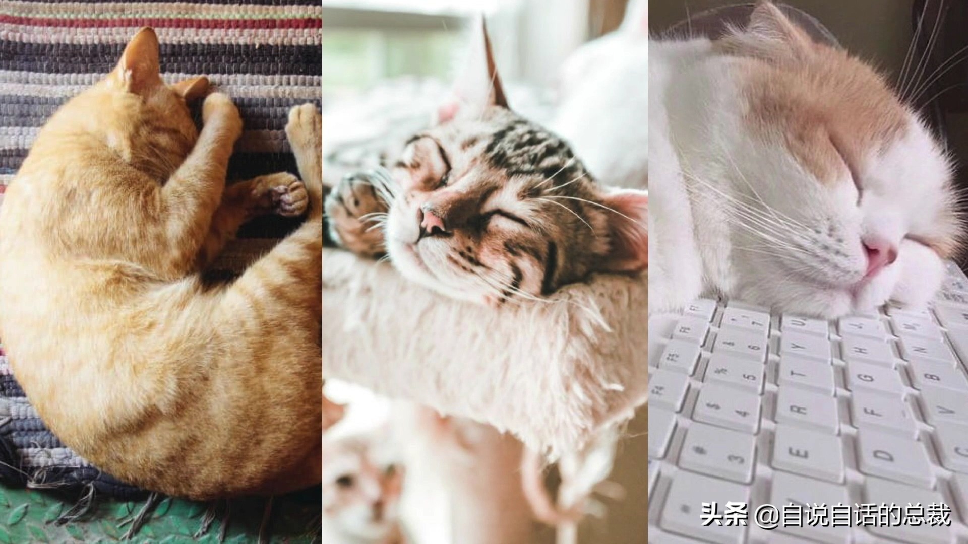 液体猫是真的吗,为什么都说猫咪是液体猫