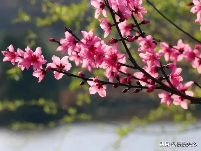 一首桃花诗词鉴赏,桃红柳绿鸟语花香春景古诗词