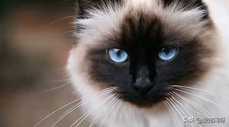 玳瑁猫咪是什么品种,猫咪品种大全及图片