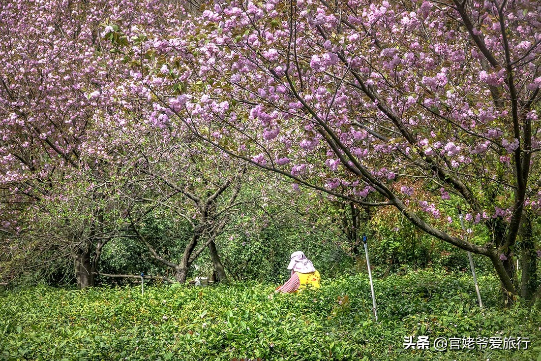 武汉黄陂茶谷风景区,武汉市黄陂区后花园