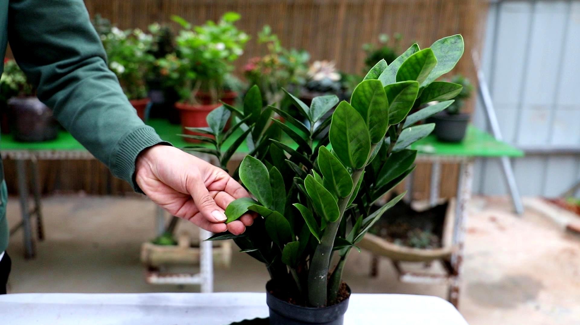 金钱树浇什么水能使叶子油绿旺盛,金钱树新枝长得油绿老枝叶片发黄