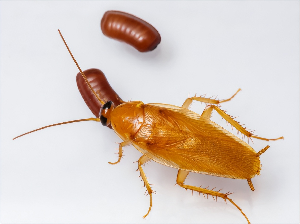 西安家里有蟑螂怎么办,家里怎么根除蟑螂