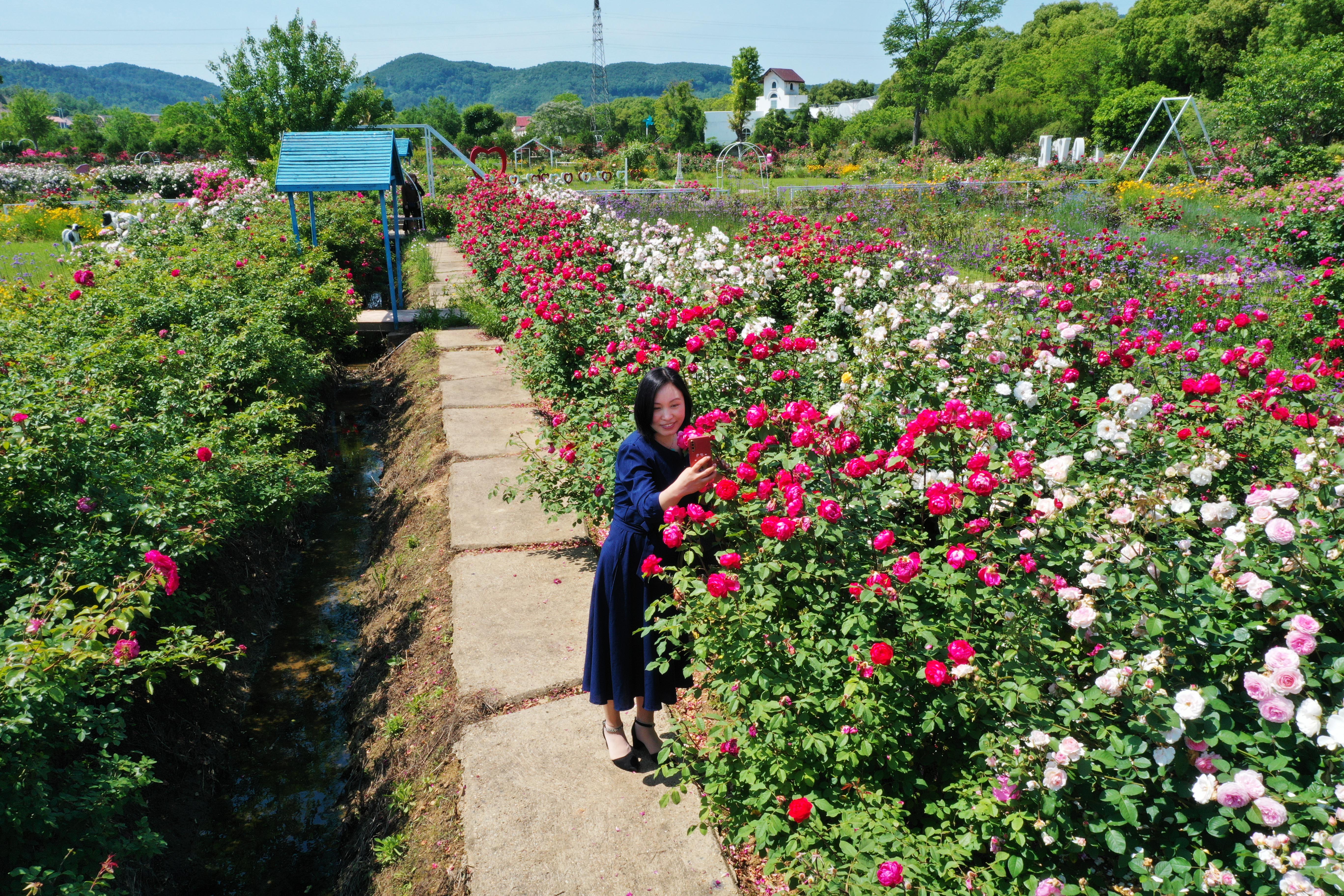 香草花田采摘,香草花田景区门票