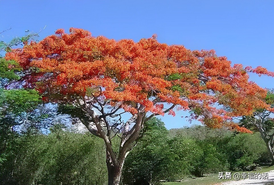 英国国花世界各国的国花,各种国家的国花大全