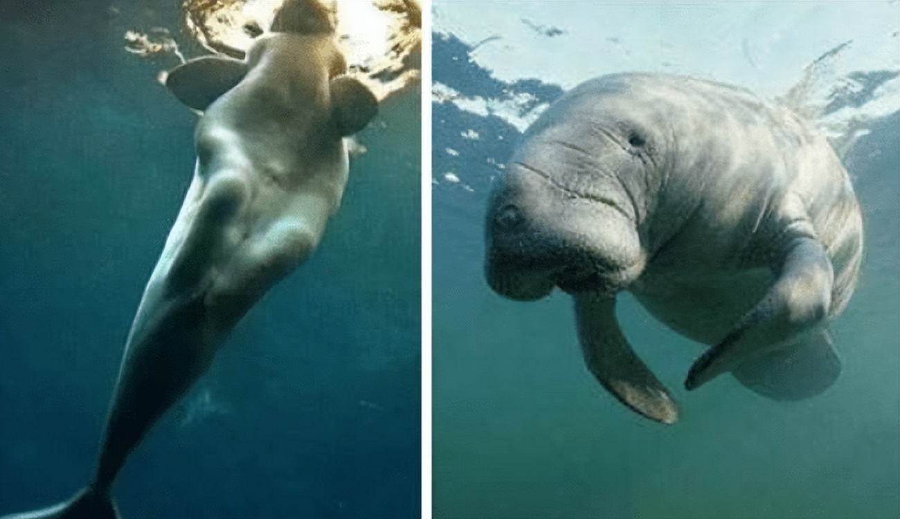 广西渔民误捕棘皮海星,广西渔民误捕鲛人图案