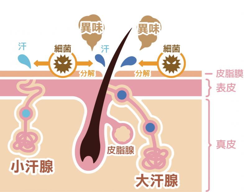 得了狐臭怎么办,狐臭手术后需要注意什么