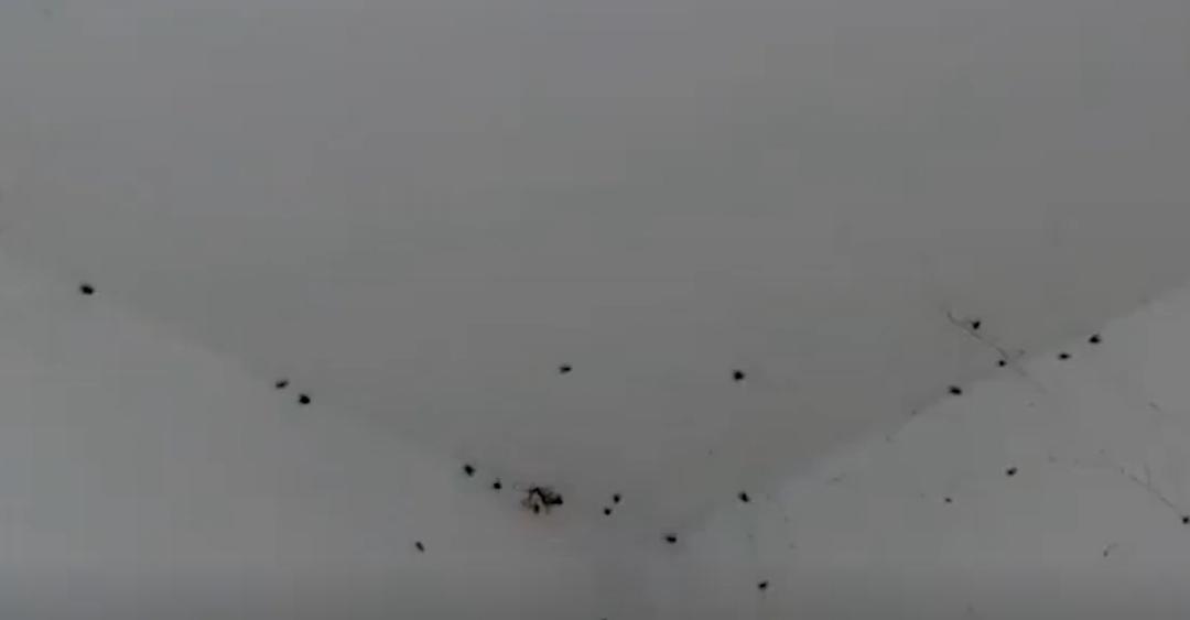 香皂能去除小飞虫吗,把香皂扔进马桶里