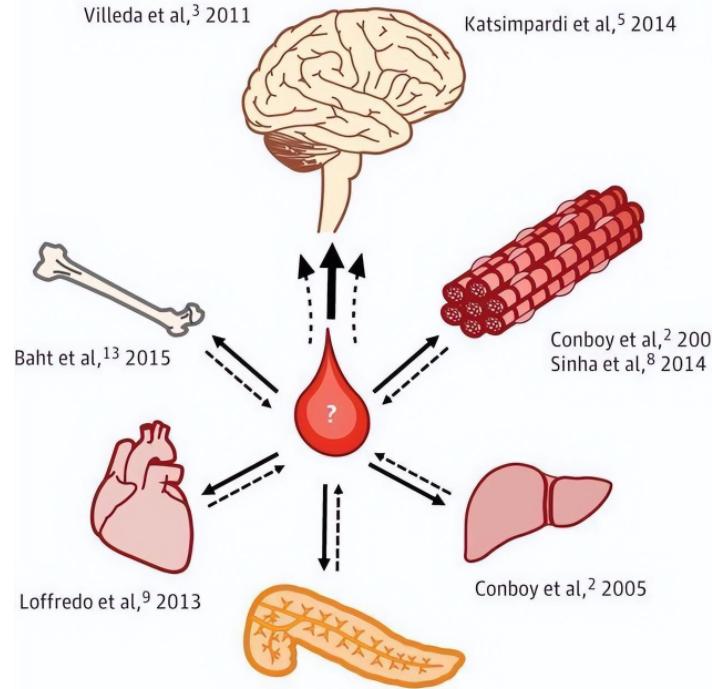 花5万输年轻人血液,就能“返老还童”?揭开美国换血疗法真面目