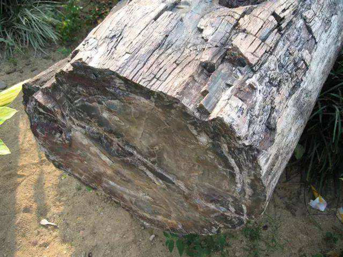 硅化木的原始树木,硅化木和树化石