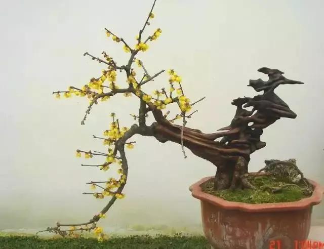 梅花老桩盆景,梅花盆景制作