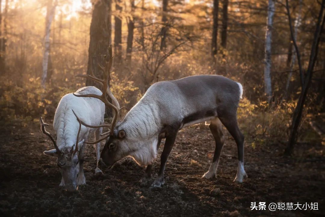 呼伦贝尔号开往雪国的极地列车 (中国高端列车呼伦贝尔号)