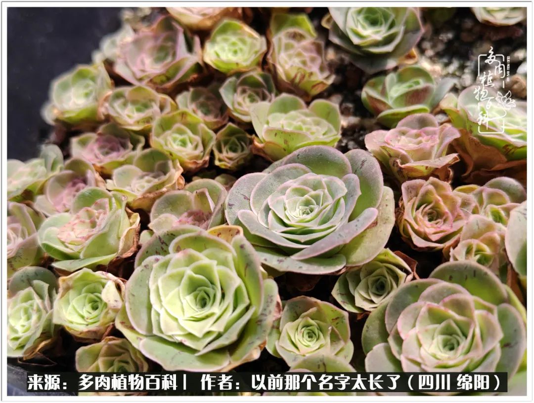 夏天山地玫瑰,小清新山地玫瑰