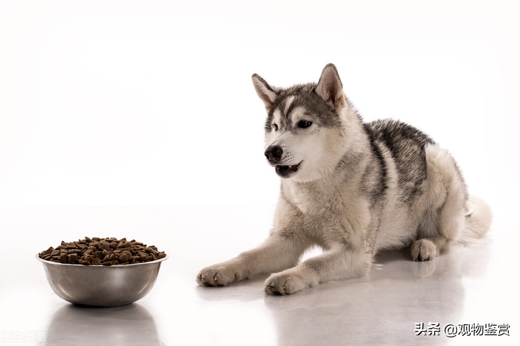 狗有时会不吃不喝、没有精神,狗不吃饭怎么办?不精神怎么办?