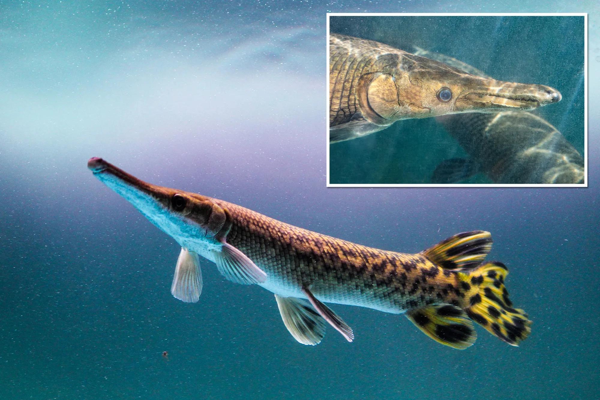 地球上的五种存活至今的古老动物,七种未灭绝的史前动物