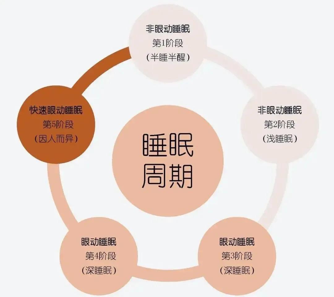 心理学科普之二十一意识状态之睡眠