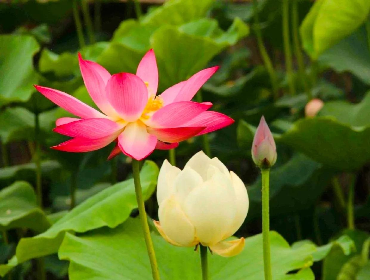 百年好合啥意思,百年好荷酒