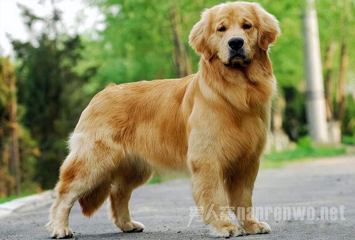 什么品种的狗狗适合有孩子家庭养,狗狗品种大全及图片拉布拉多