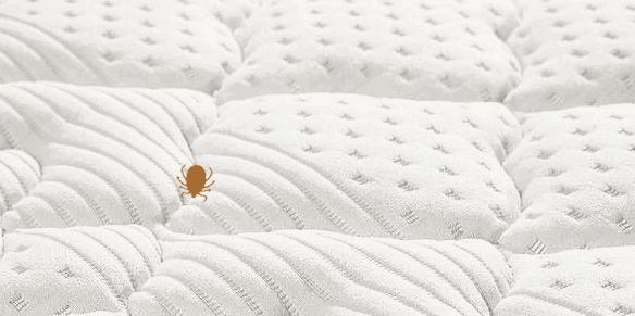 羽绒被暴晒会长虫子吗,羽绒被暴晒还有味道吗