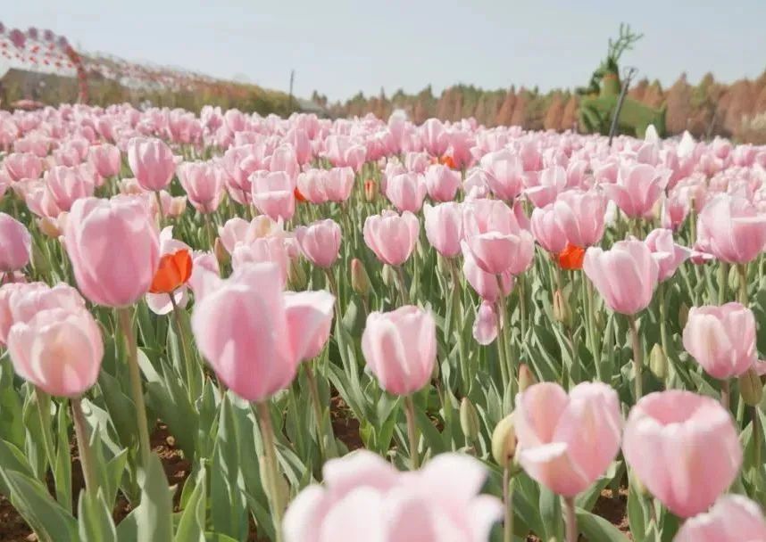 开了！开了！昆明陷入樱花海，粉色海洋铺天盖来袭