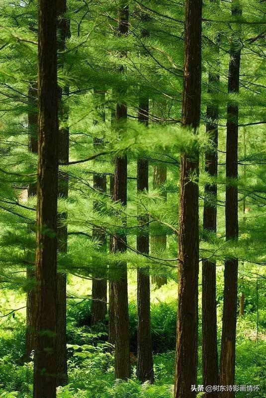大雪压青松青松挺且直是谁写的诗,大雪压青松青松挺且直象征意义