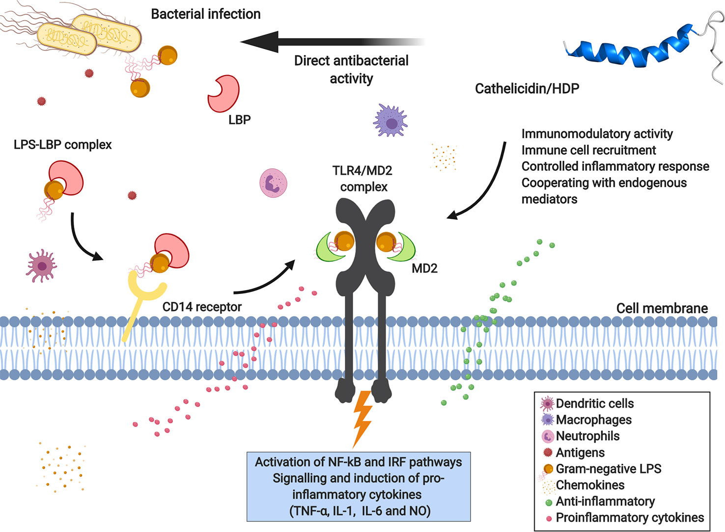 世界上最毒的蛇的毒液，可以帮助我们对抗耐药性细菌