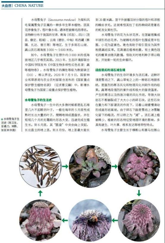 高原雪兔作用,水母雪兔用途有哪些