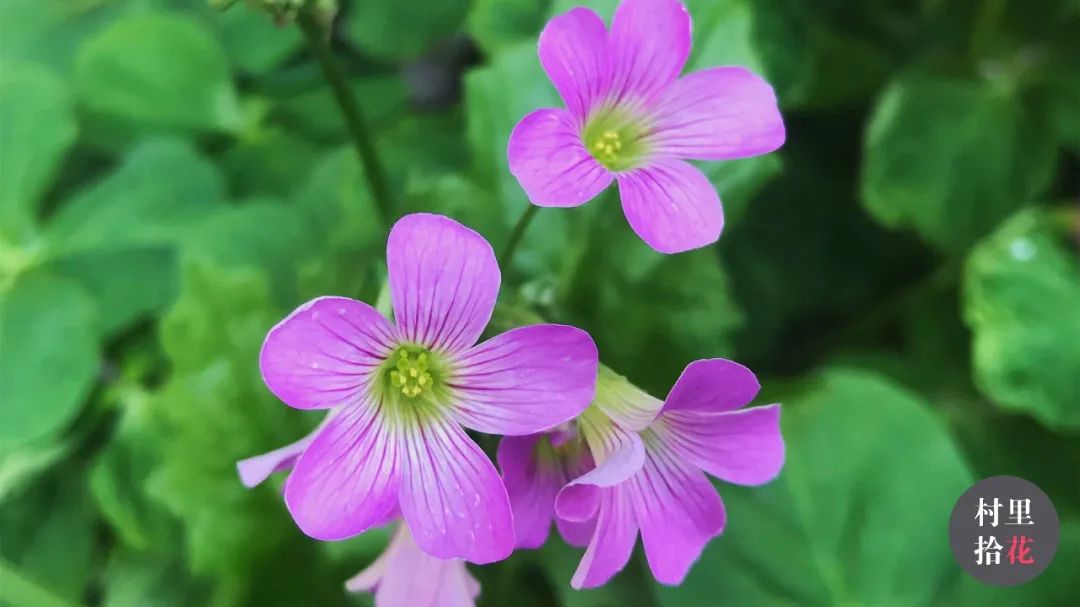 红花酢浆草简介,红花酢浆草喜欢酸性还是碱性土壤