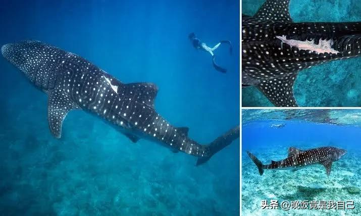 鲨鱼的鱼翅在哪里长出来的呢,鲨鱼鱼翅还能长出来吗