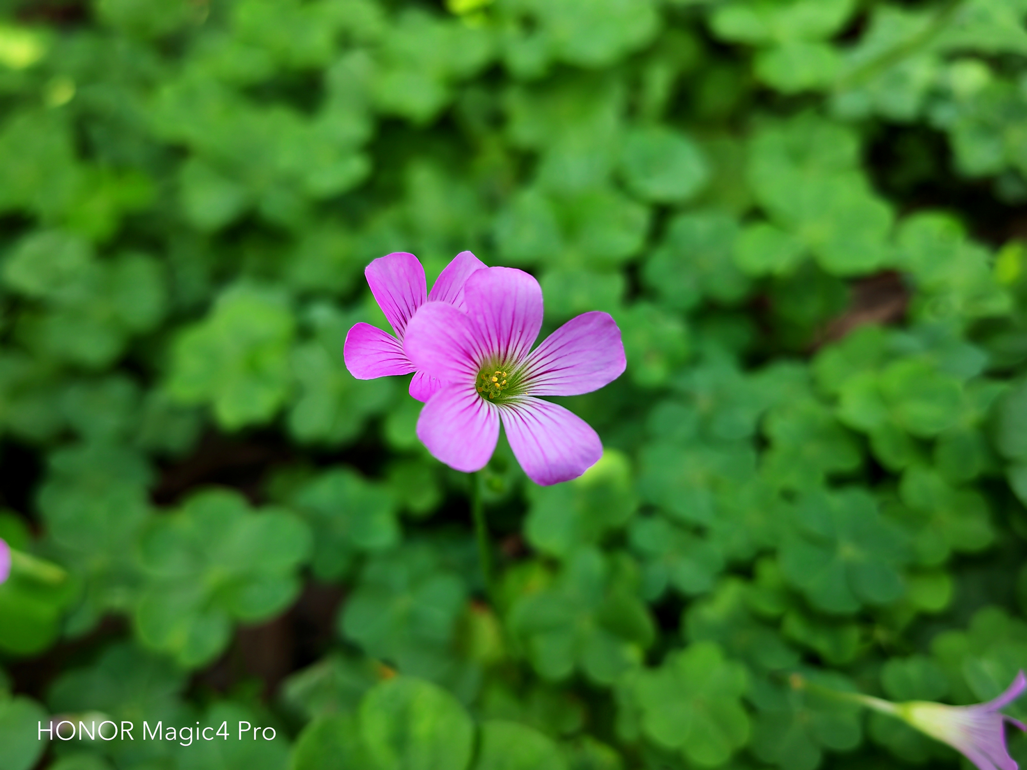 荣耀magic4pro能用智慧生活么,荣耀magic4pro真实上手体验