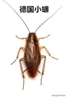 长沙室内蟑螂灭杀,室内蟑螂用什么药