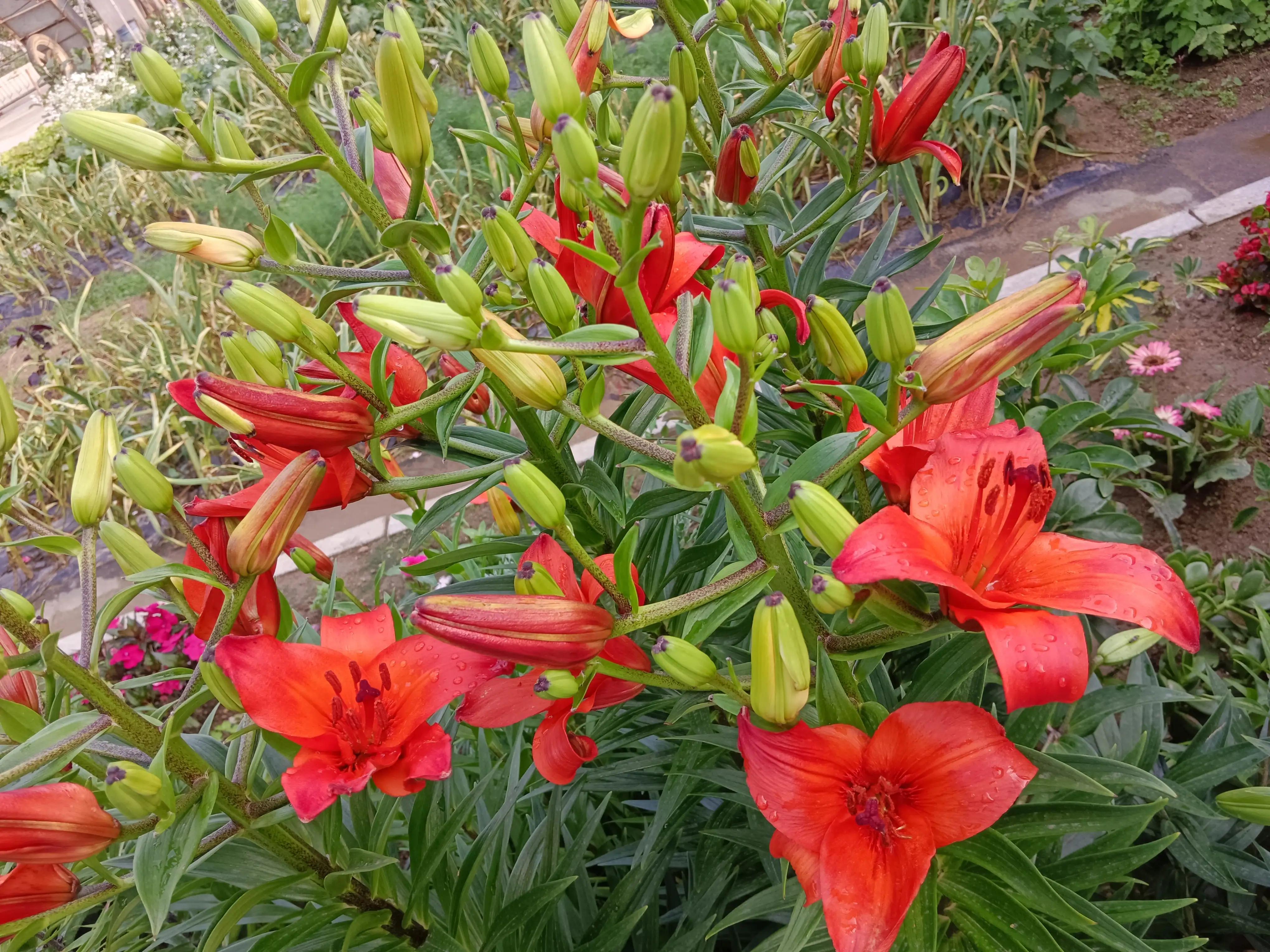 含有红字的诗词有哪些,红字古诗词